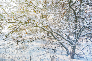 beautiful winter snowbound forest scene