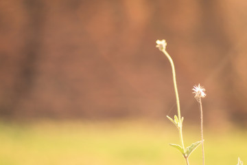 Fototapeta premium Blossom grass blur against green background with soft focus mini flowers in garden background