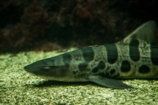 Leopard shark (Triakis semifasciata), coral reef fish, Salt water marine fish, beautiful mid-size shark with tropical corals in background, aquarium, wallpaper