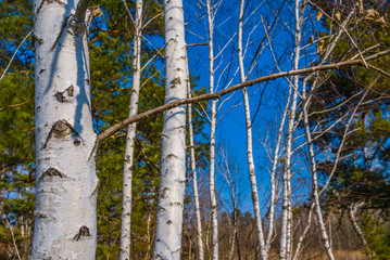 beautiful white birch forest scene