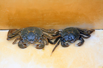 fresh crab on white background