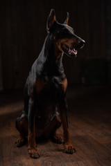Obraz premium Portrait of Doberman on the dark background