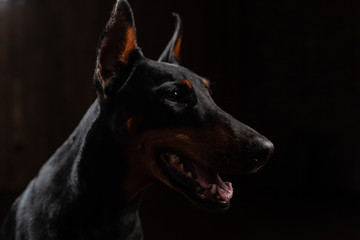 Fototapeta na wymiar Close-up Funny Portrait of Doberman Dog with big nose Stare in Camera in Camera on isolated Black background