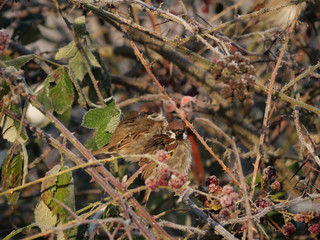 autumn background of blackberry branches with frost and birds