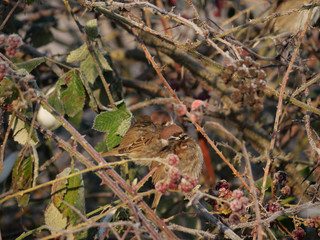 autumn background of blackberry branches with frost and birds