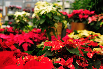 Poinsettia (Euphorbia pulcherrima)