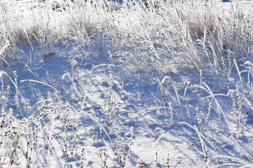 Frost on the branches of plants.Winter meadows.