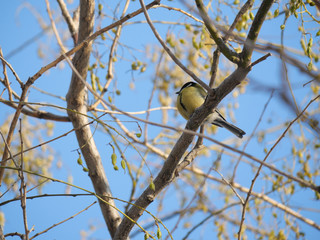 bird tit in the branches of a tree against the blue sky