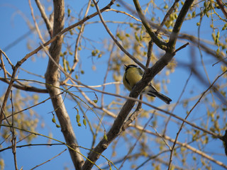 bird tit in the branches of a tree against the blue sky