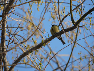 bird tit in the branches of a tree against the blue sky