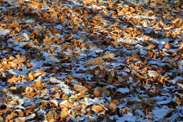 Winter lawn in cold weather with snow and frost
