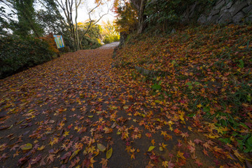 紅葉　落ち葉　屋島の遊歩道(香川県高松市)