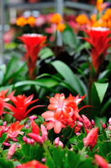 Christmas cactus in a shopping centre