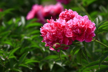 Blooming peony, very beautiful