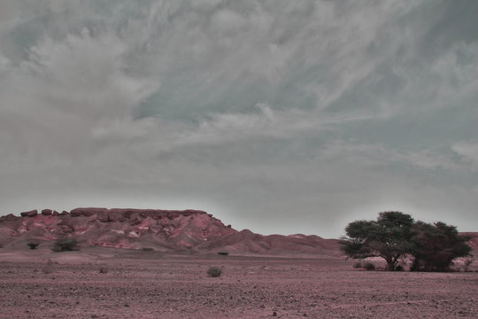 A single trree in the desert
