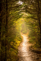 Obraz premium Into a fog