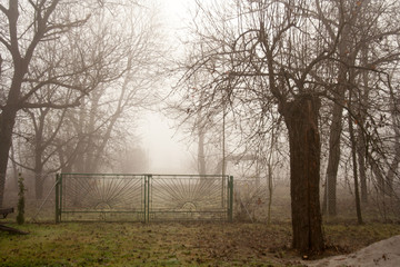 trees growing in the park in autumn season in a small fog. The foliage of a maple fallen to the ground and the dark trunks of plants.