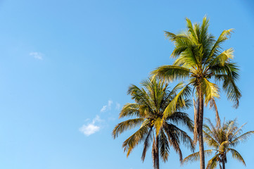 Fototapeta premium coconut trees and beautiful sky with soft-focus and over light in the background