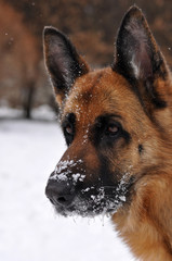 Focused german shepherd on a snowy day
