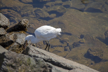Little egret hunting in the marina