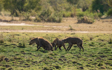 spotted Hyaena activities