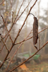 A dry leaf hanging on a tree branch. Gloomy view on an autumn morning
