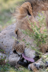 lion licking wound