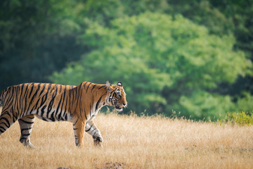 A female tiger stroll for territory marking in early morening in nature amidst after monsoon when park is fully green at ranthambore tiger reserve, India