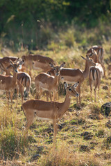 Impala under the sunlight