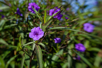 floral background with fly-in effect