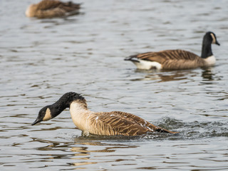 Canada Goose ( Branta canadensis ) Preening on a Lake in Winter