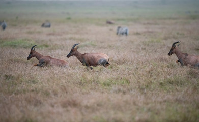 running Topy on savanna