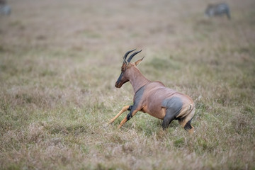 running Topy on savanna