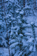 Tannenzweige mit Schnee bedeckt