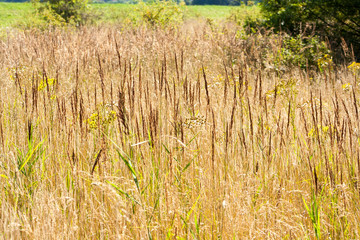 Dry and tall grass in a clearing in the forest © daily_creativity