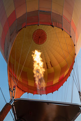 balloons flying over savanna
