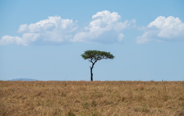one single tree on Horizon