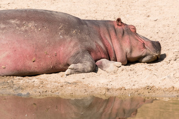 Hippopotamus reddish lying on the shore near the lake.