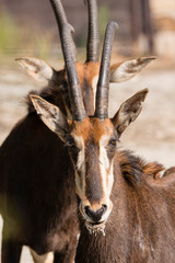 The antelope is wandering outdoors.