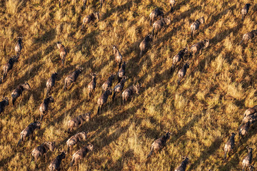 running wildebeests in aerial view 