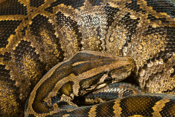 Snake thrown in a ball in detail on the head.