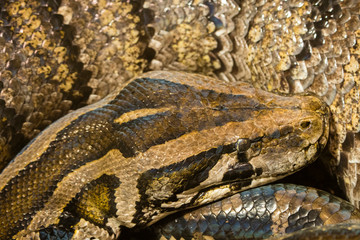 Snake thrown in a ball in detail on the head.