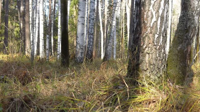 Dog breed Airedale Terrier walks in the autumn birch forest. Sunny clear weather.