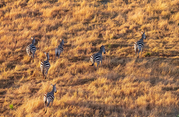 Zebras from aerial view