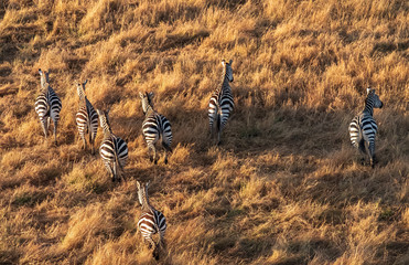 Zebras from aerial view