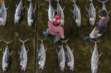 Overhead view on japanese fish market with tuna fish lying on ground, ready to be sold, man...
