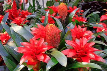 red pineapple flowers in a garden