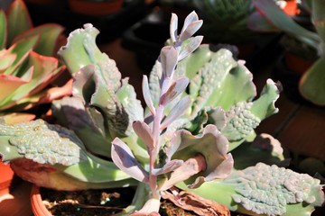 Beautiful succulent plants in the garden