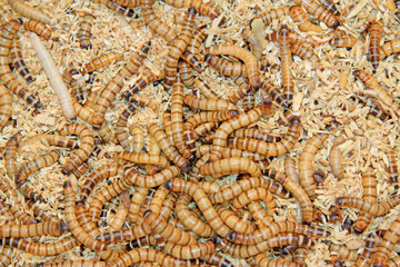 Yellow powder insect