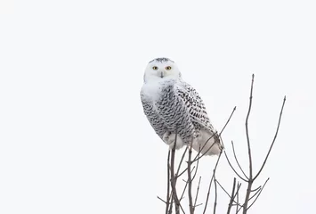 Papier Peint photo autocollant Hibou Snowy owl (Bubo scandiacus) perched high up in a tree hunting over a snowy field in Ottawa, Canada
